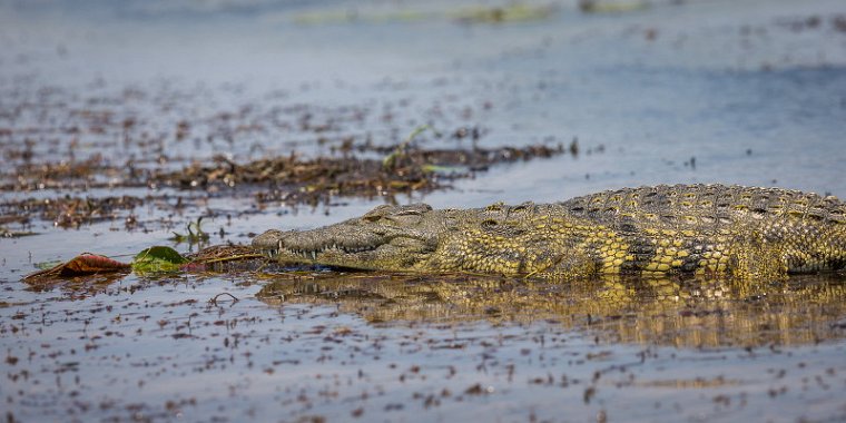 030 Botswana, Chobe NP, nijlkrokodil.jpg